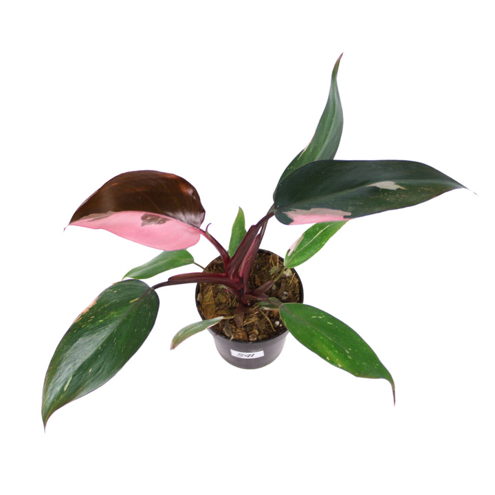 Philodendron Pink Princess