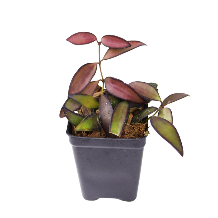 Hoya Rosita