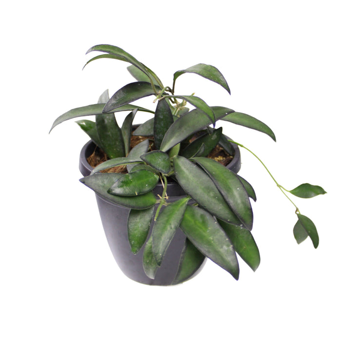 Hoya Rosita