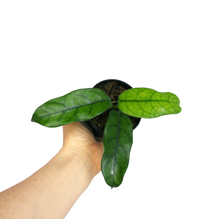 Hoya Globulosa