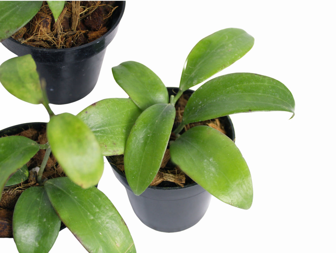 Hoya Merrillii Long Leaves