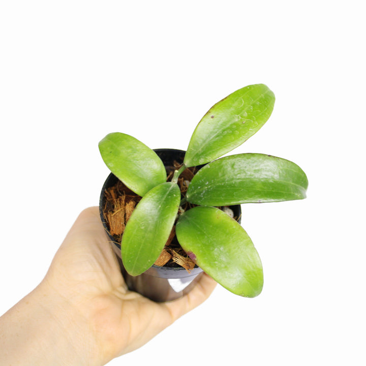 Hoya Merrillii Long Leaves