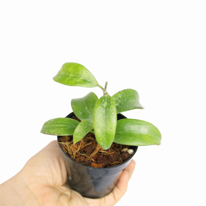Hoya Merrillii Long Leaves
