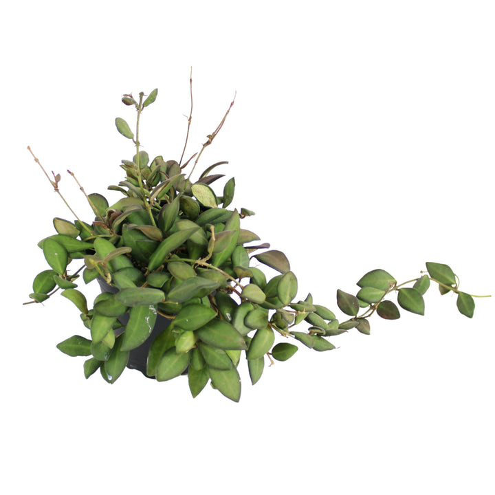 Hoya Burtoniae