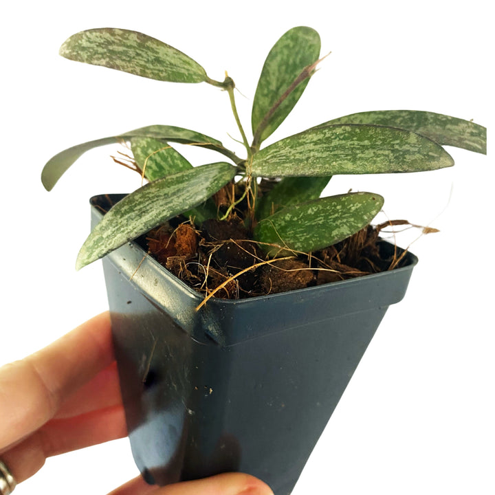 Hoya Sigillatis