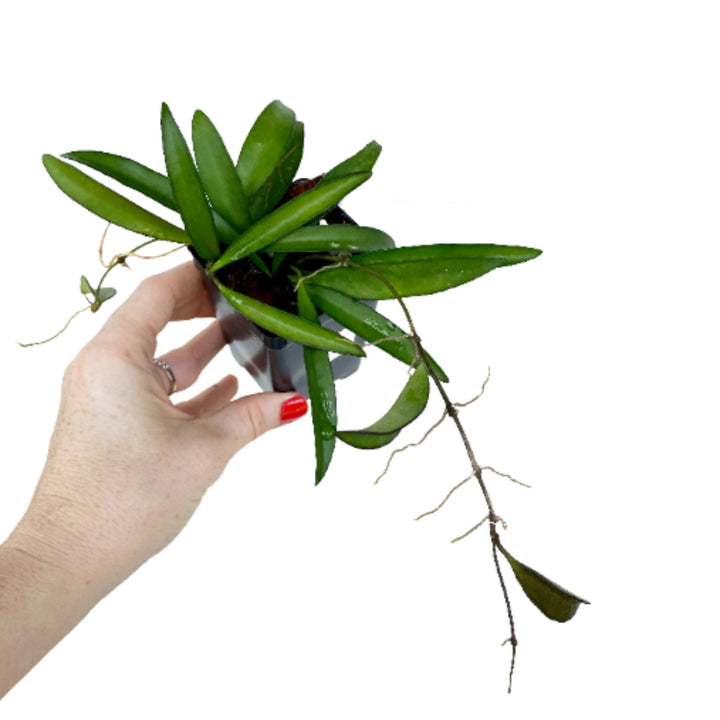 Hoya Wayetti