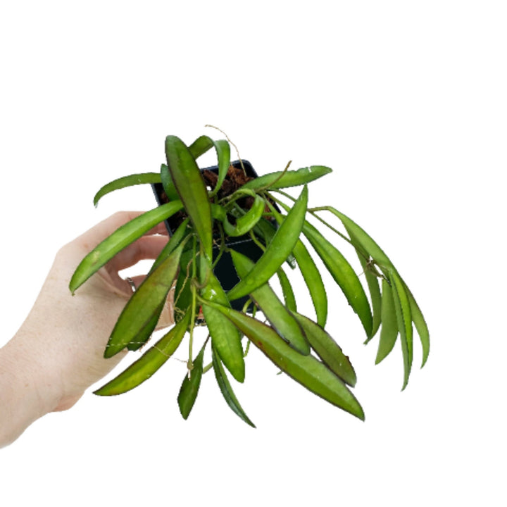 Hoya Wayetti