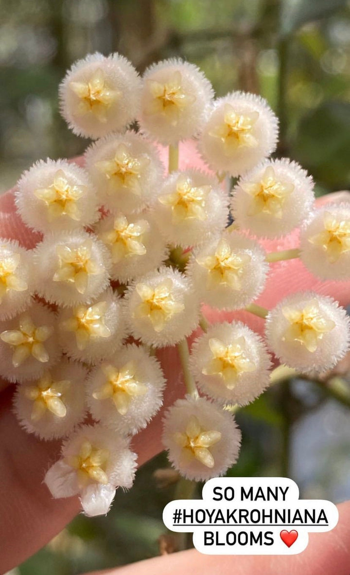 Hoya Krohniana Snow Caps