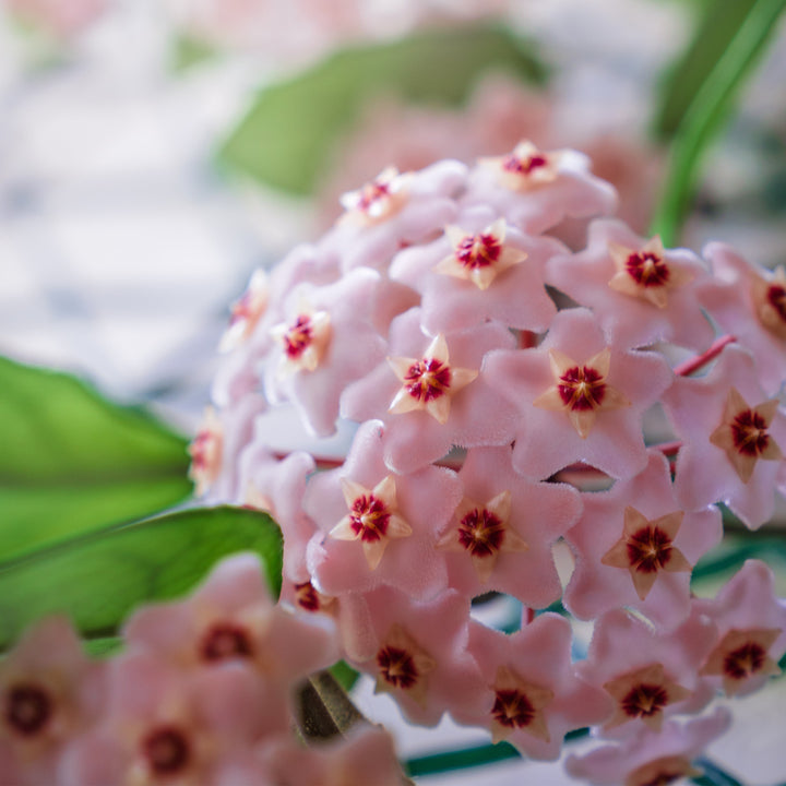 Hoya Carnosa Krimson Queen