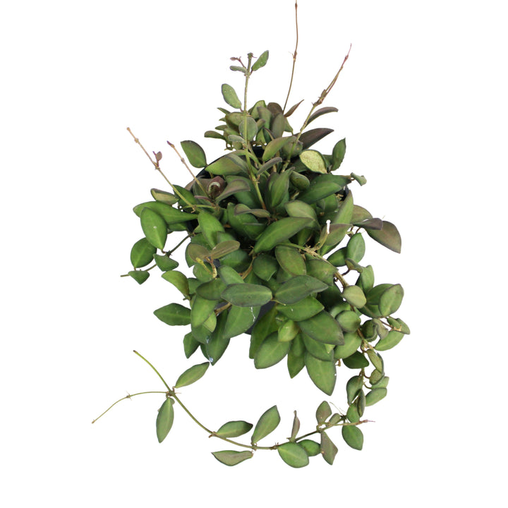 Hoya Burtoniae
