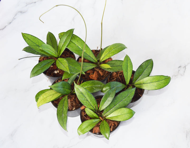 Hoya Crassipetiolata