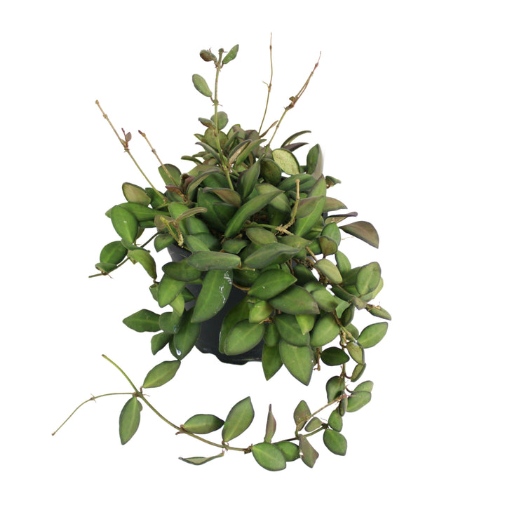 Hoya Burtoniae