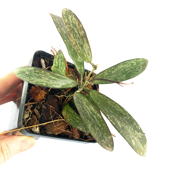 Hoya Sigillatis