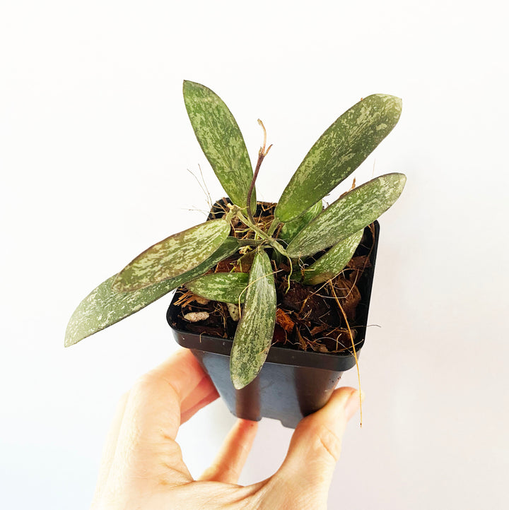 Hoya Sigillatis