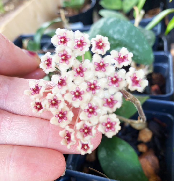 Hoya Phuwuaensis