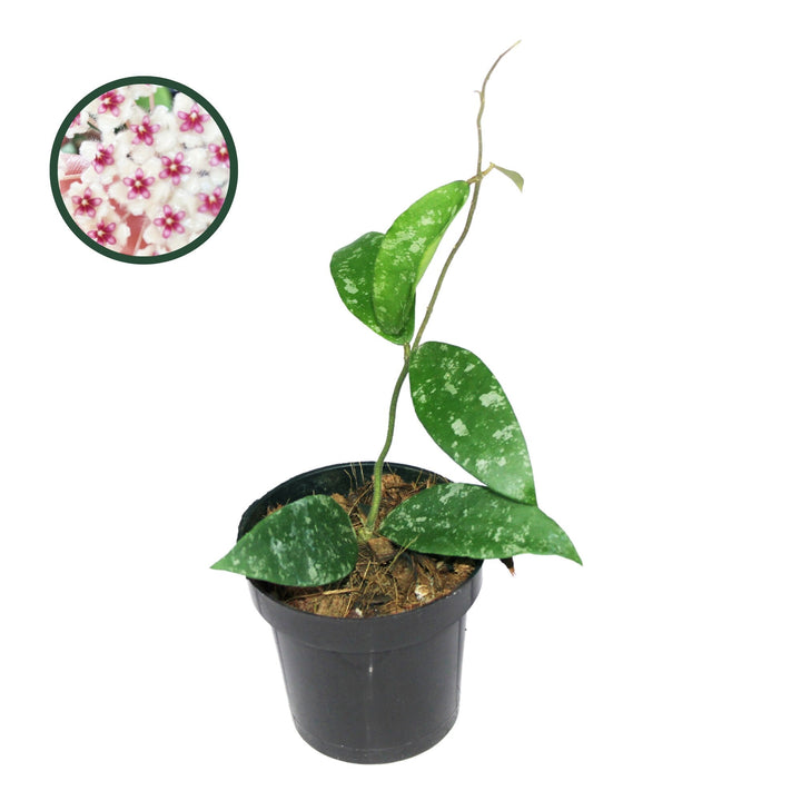 Hoya Phuwuaensis