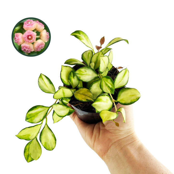 Hoya Heuschkeliana Variegata