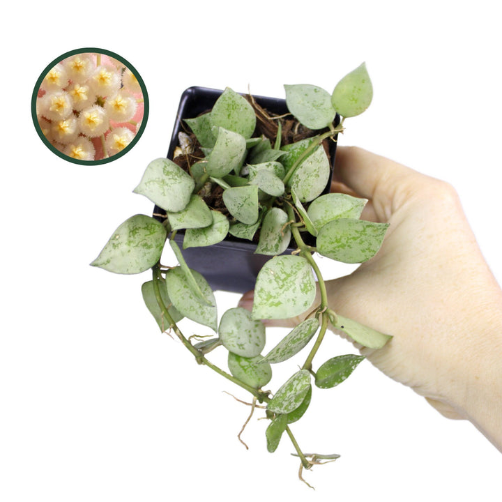 Hoya Krohniana Super Silver