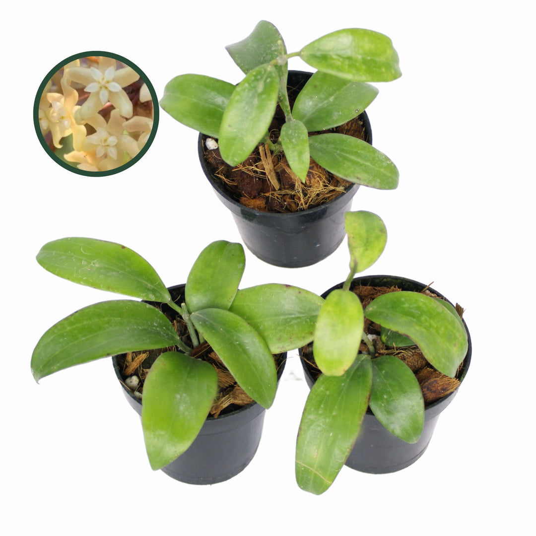 Hoya Merrillii Long Leaves