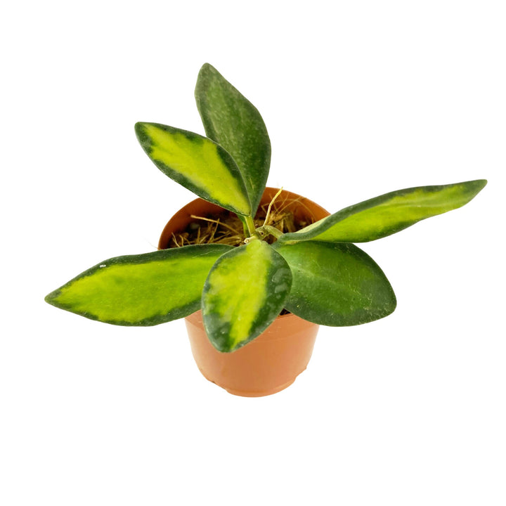 Hoya Burtoniae Inner Variegated