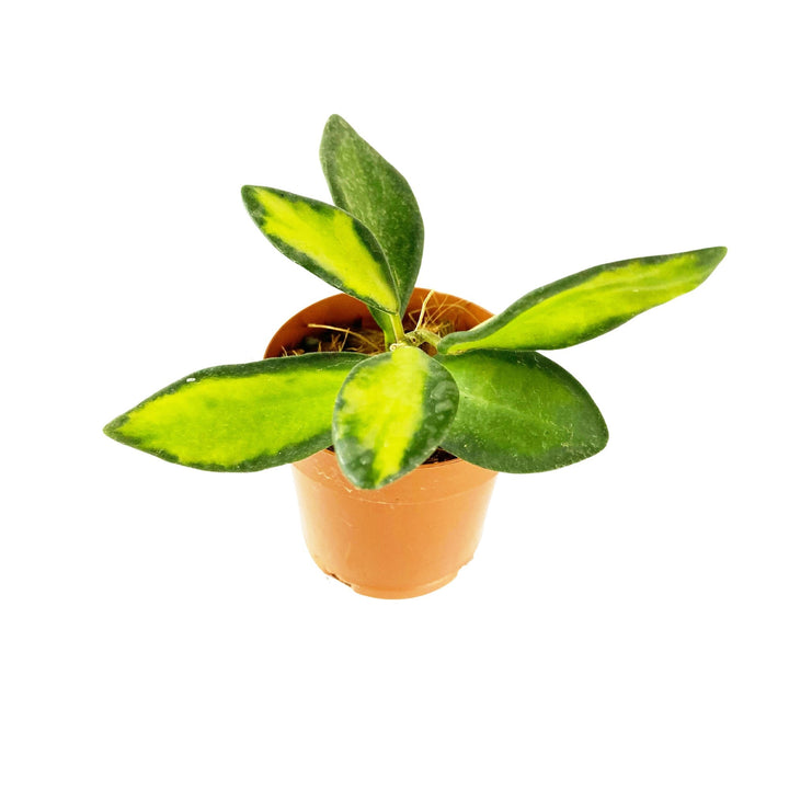 Hoya Burtoniae Inner Variegated