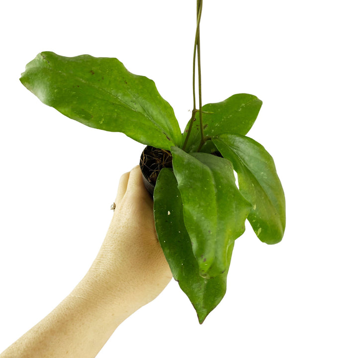 Hoya Erythrina