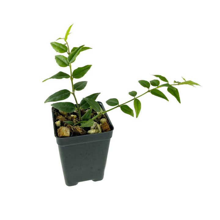 Hoya Bella