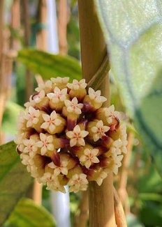 Hoya Callistophylla