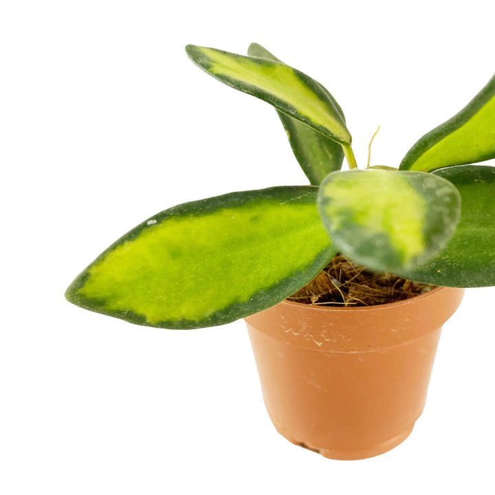 Hoya Burtoniae Inner Variegated