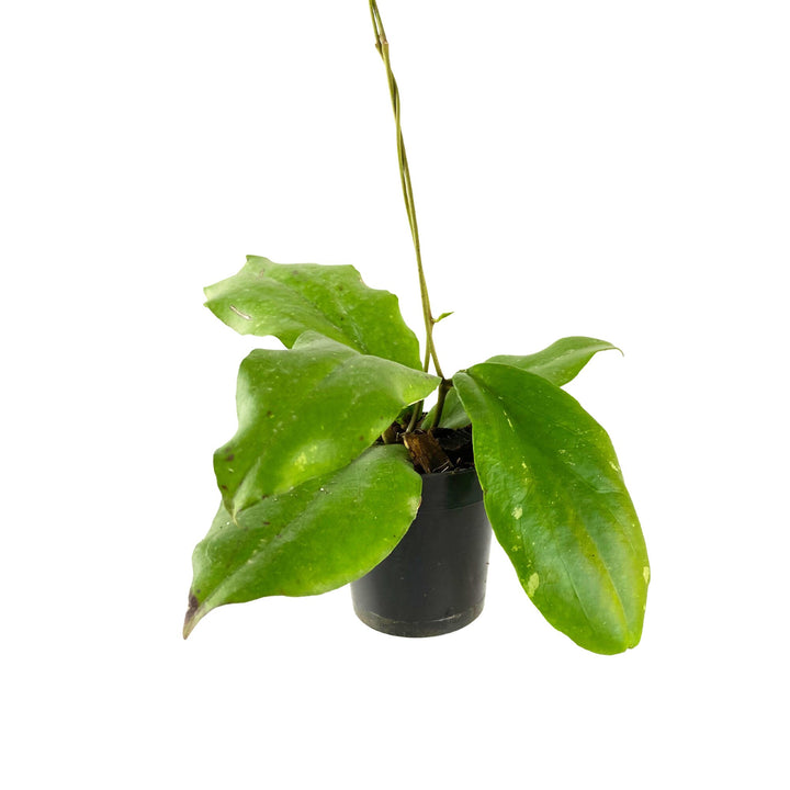 Hoya Erythrina