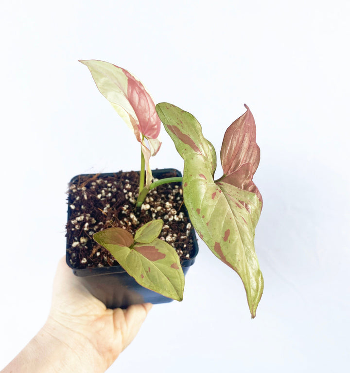 Syngonium Strawberry Milk