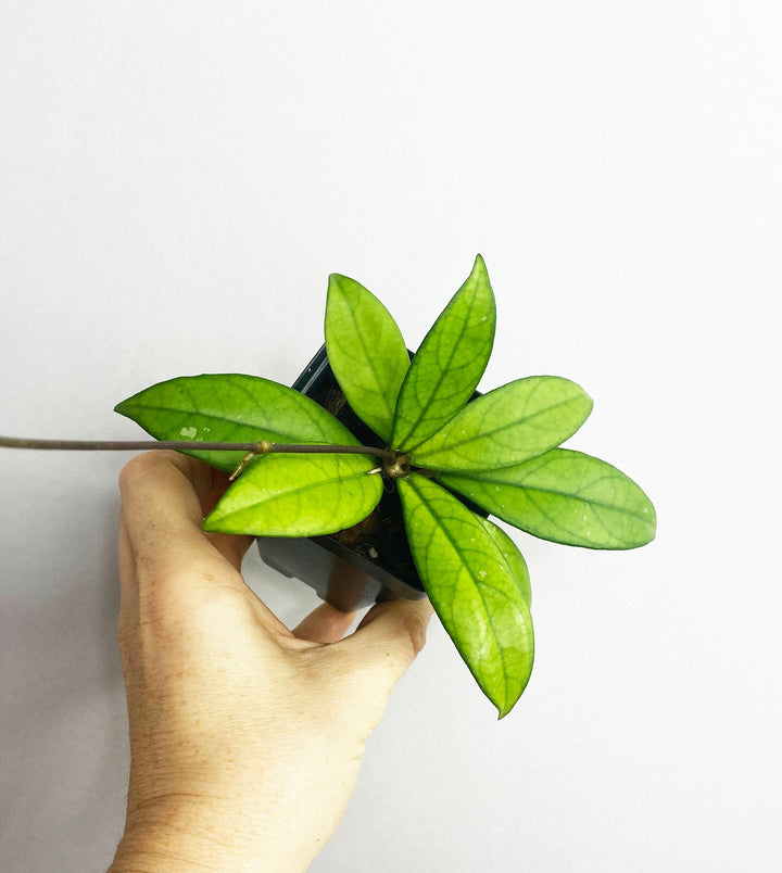 Hoya Crassipetiolata