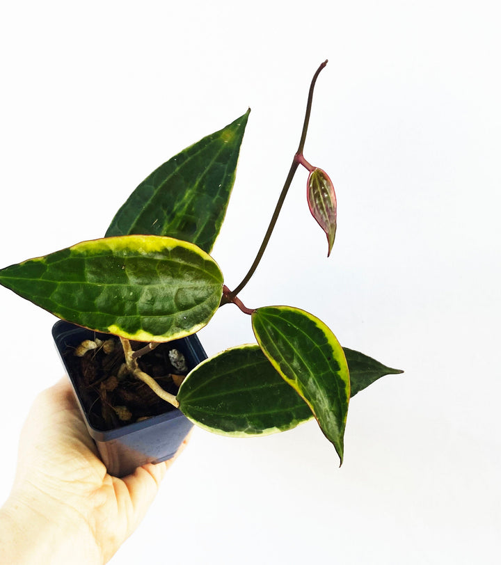 Hoya Macrophylla Variegated