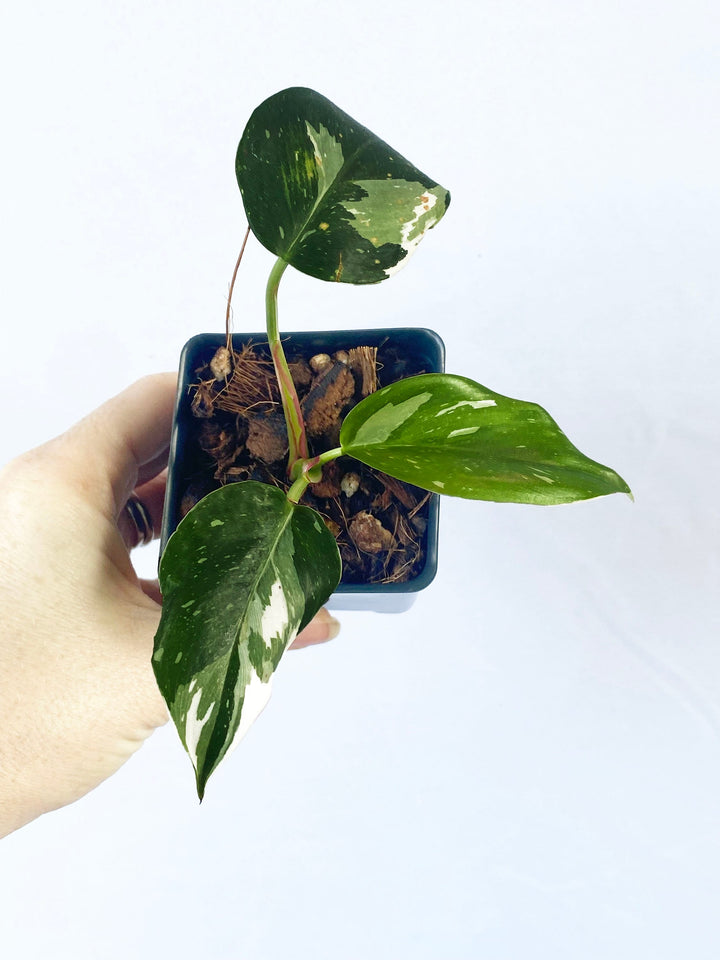 Philodendron White Wizard