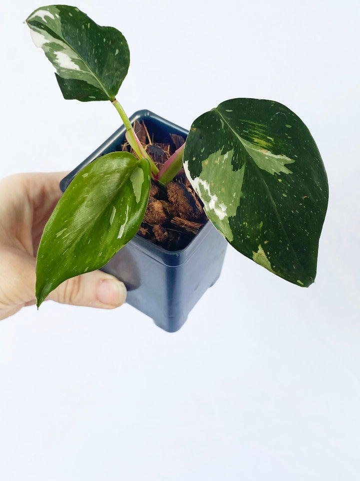 Philodendron White Wizard