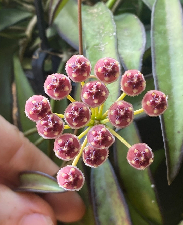 Hoya Wayetti