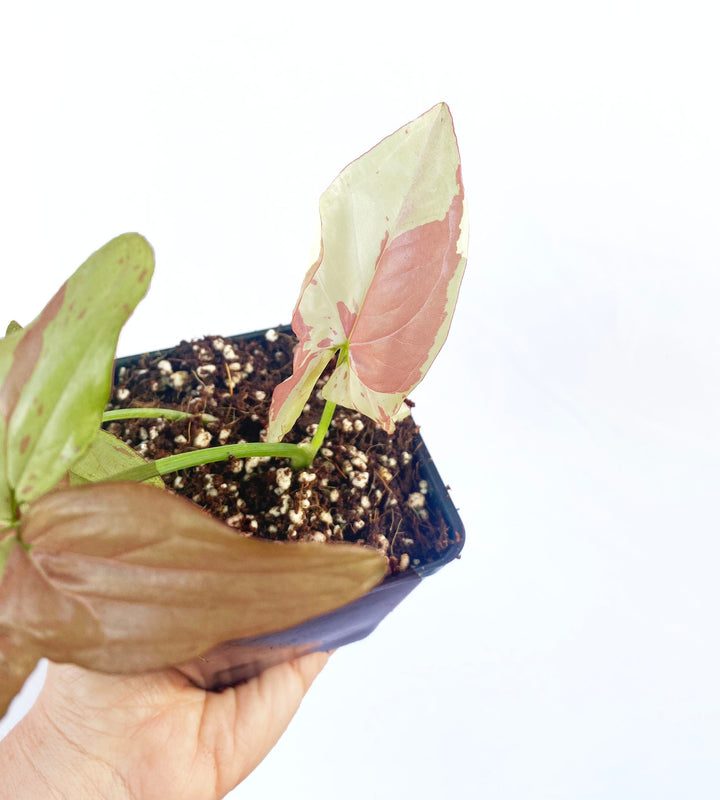 Syngonium Strawberry Milk