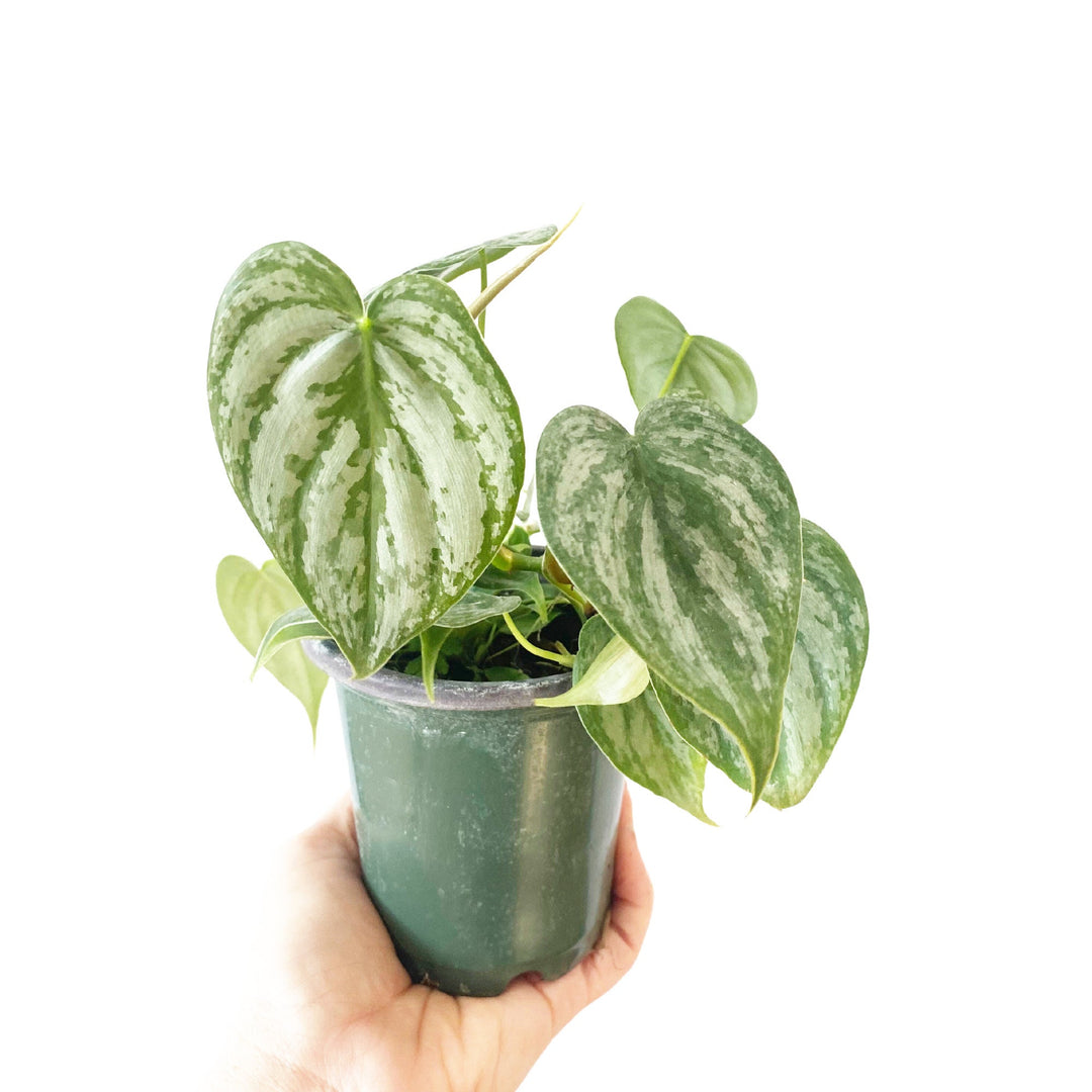 Philodendron Brandtianum