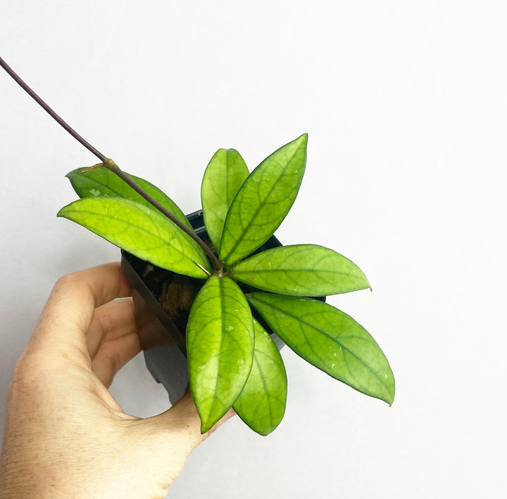 Hoya Crassipetiolata
