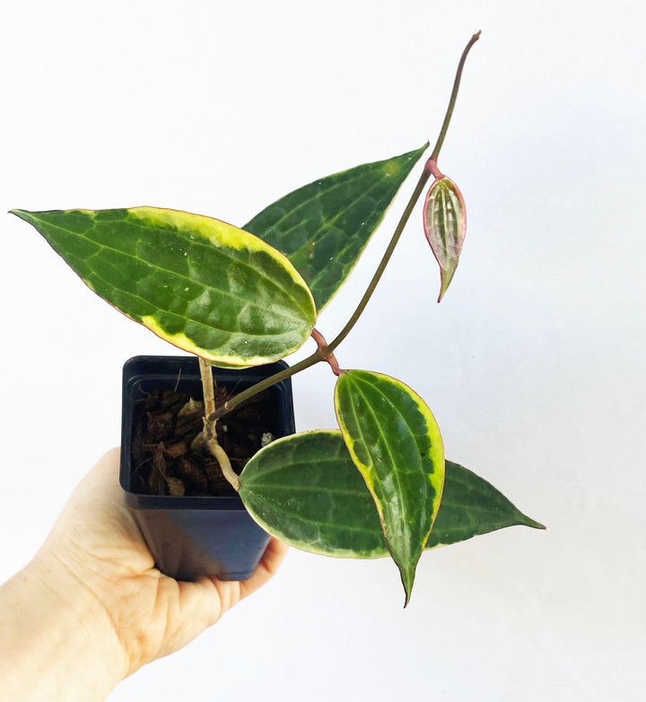 Hoya Macrophylla Variegated