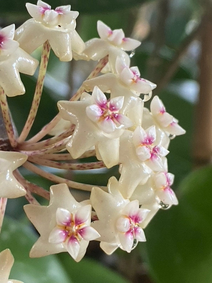 Hoya Verticillata