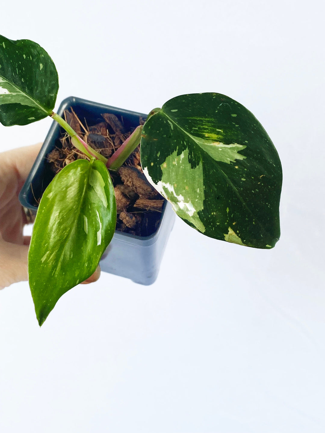 Philodendron White Wizard