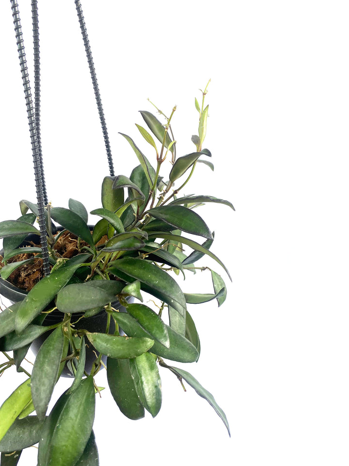 Hoya Rosita