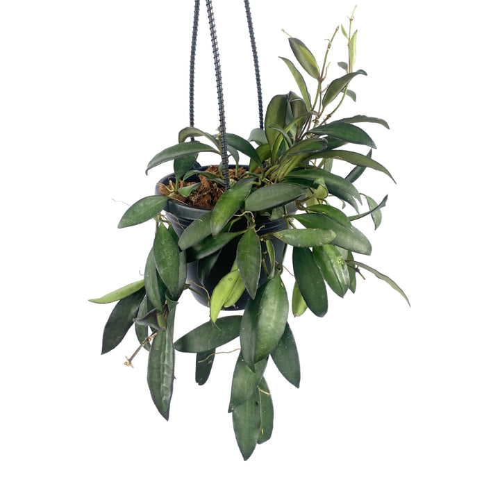 Hoya Rosita