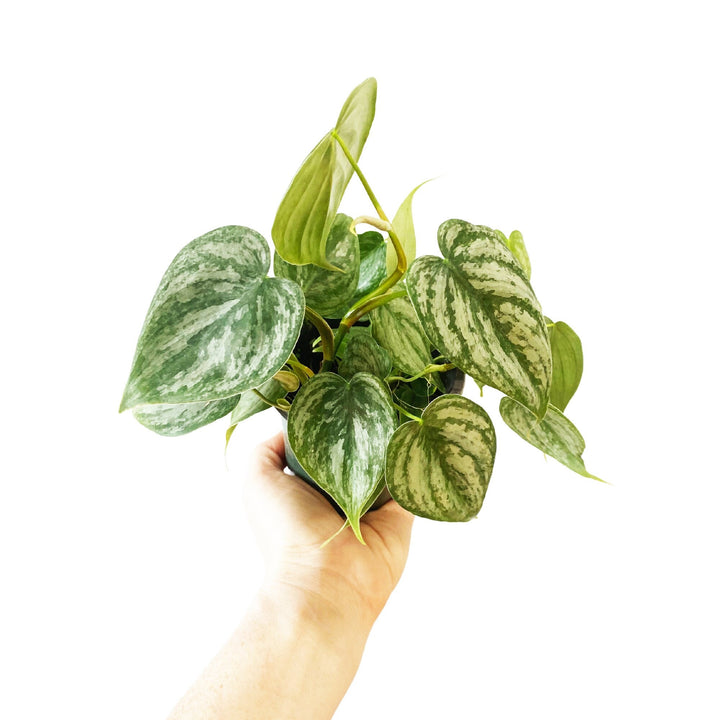 Philodendron Brandtianum