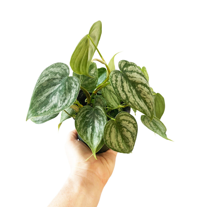 Philodendron Brandtianum