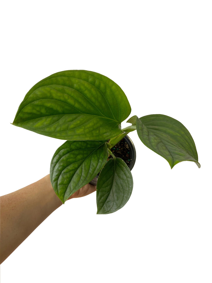 Monstera Peru