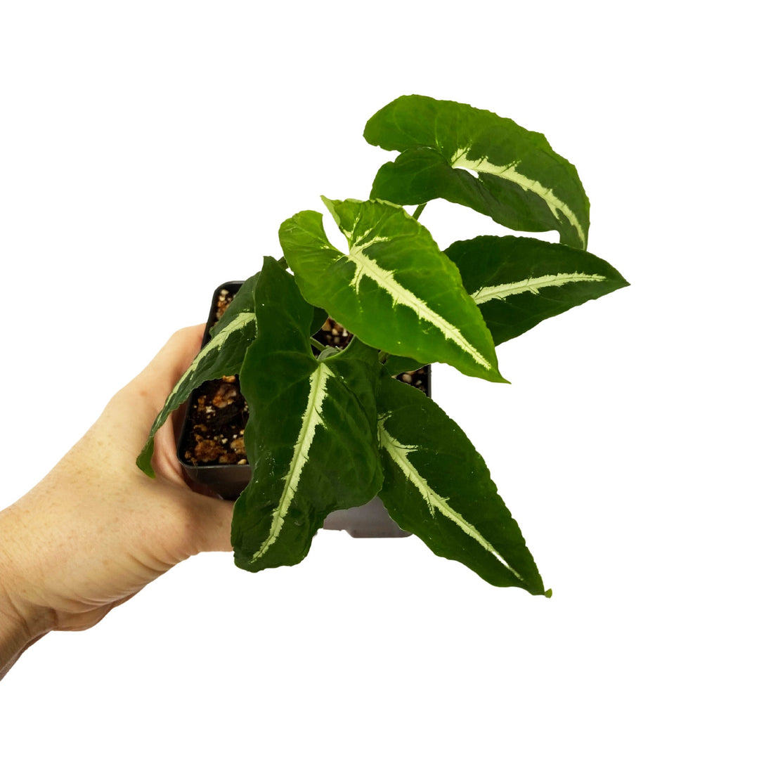 Syngonium Wendlandii
