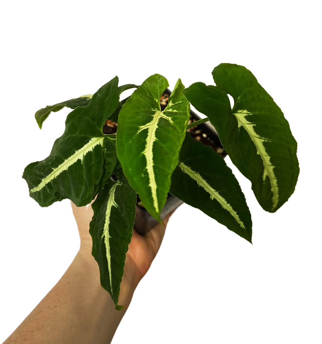Syngonium Wendlandii