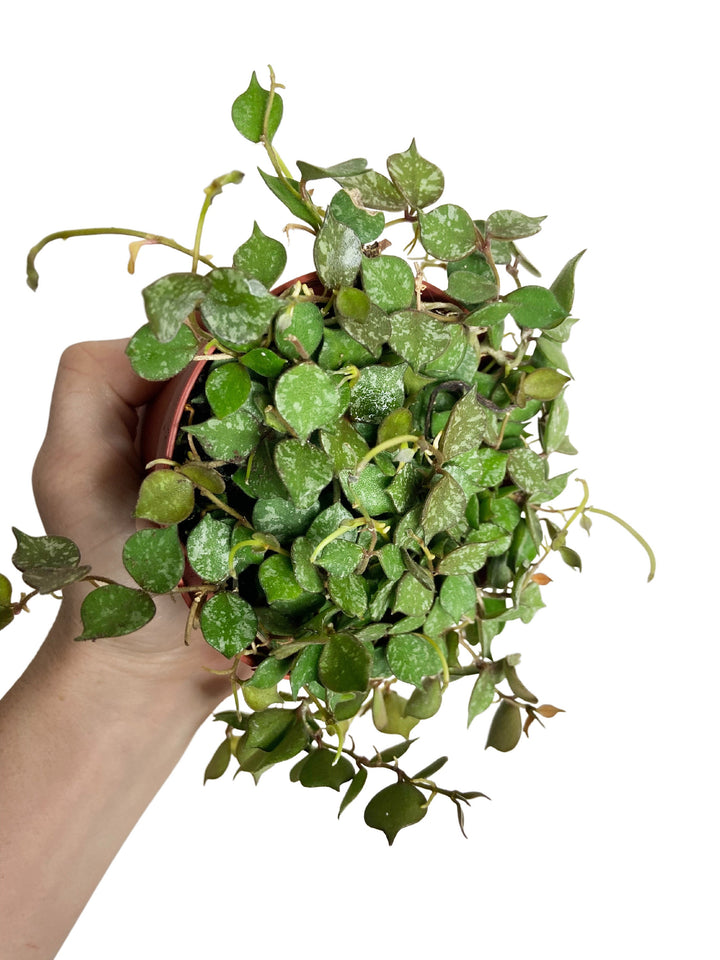 Hoya Curtisii
